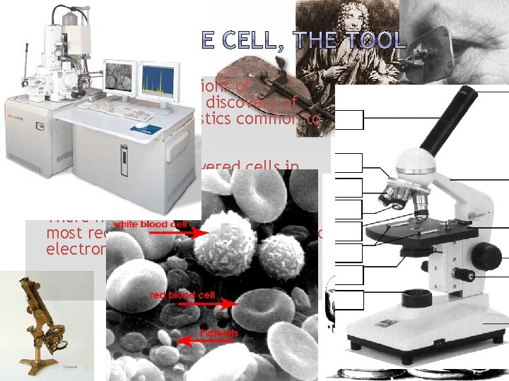  Microscope observations of organisms led to the discovery of the basic characteristics common