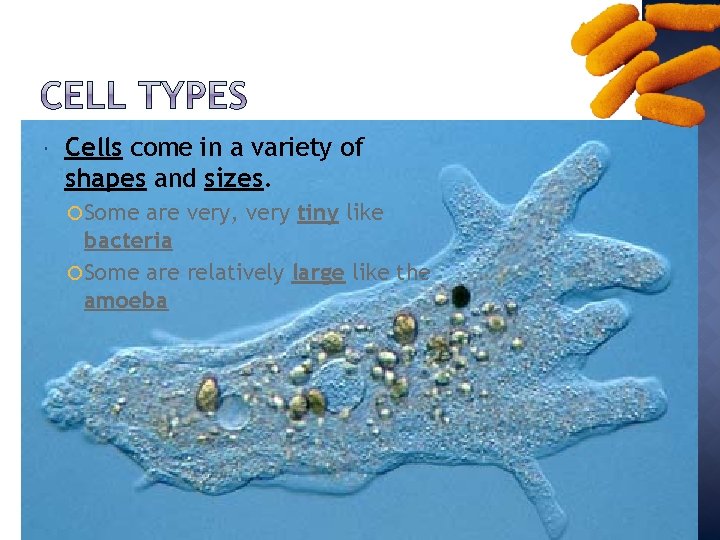  Cells come in a variety of shapes and sizes. Some are very, very