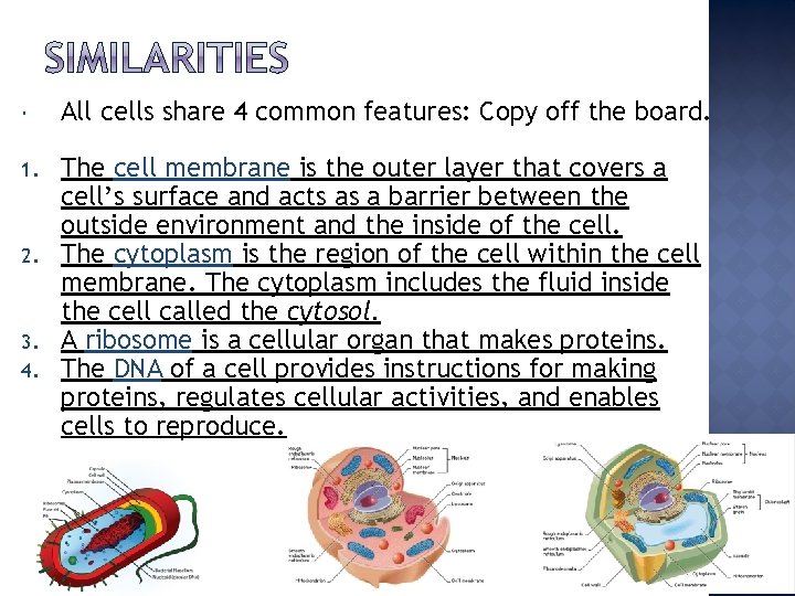  All cells share 4 common features: Copy off the board. 1. The cell