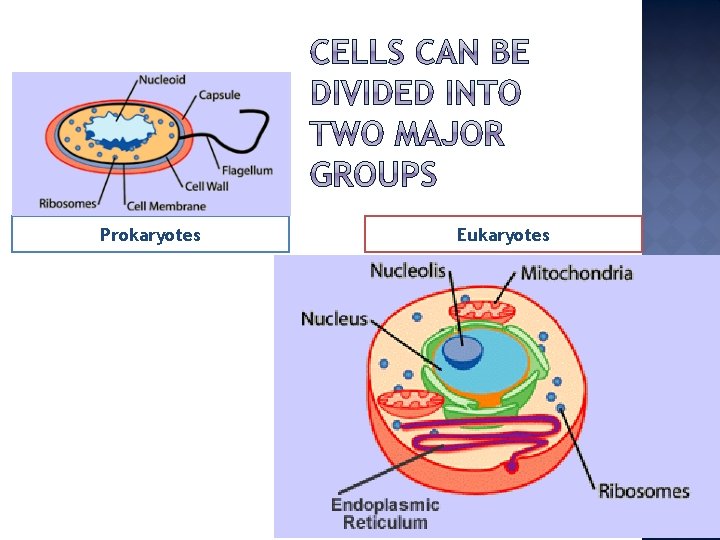 Prokaryotes Eukaryotes 