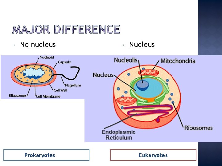  No nucleus Prokaryotes Nucleus Eukaryotes 
