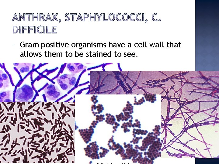  Gram positive organisms have a cell wall that allows them to be stained