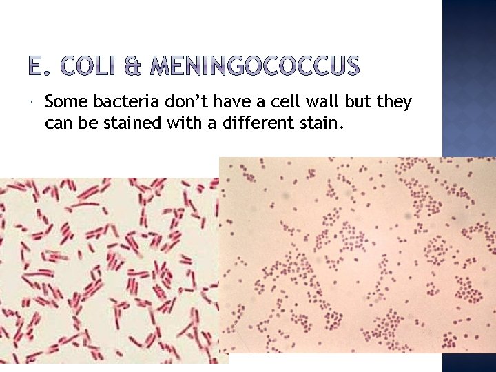  Some bacteria don’t have a cell wall but they can be stained with