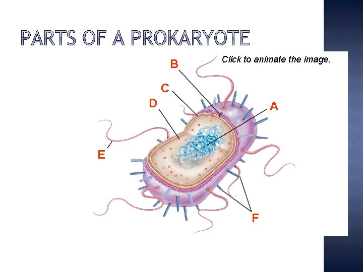 B Click to animate the image. C D A E F 