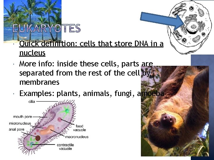  Quick definition: cells that store DNA in a nucleus More info: inside these