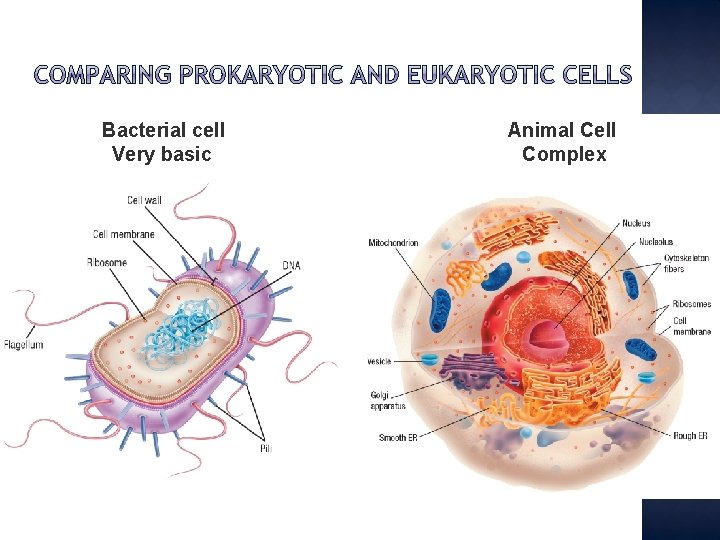Bacterial cell Very basic Animal Cell Complex 