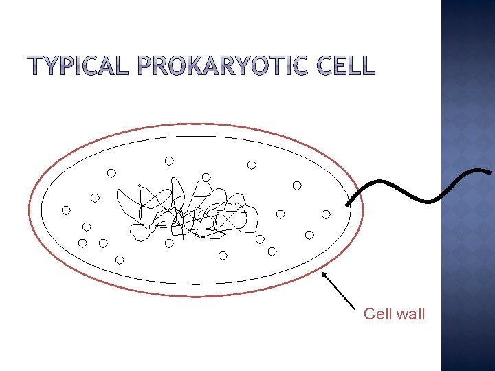Cell wall 