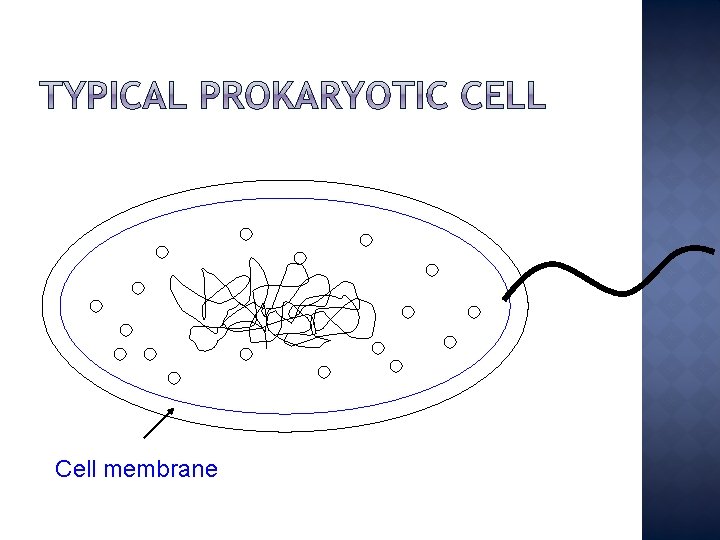 Cell membrane 