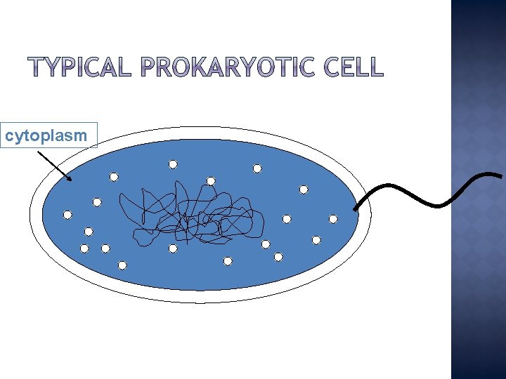 cytoplasm 