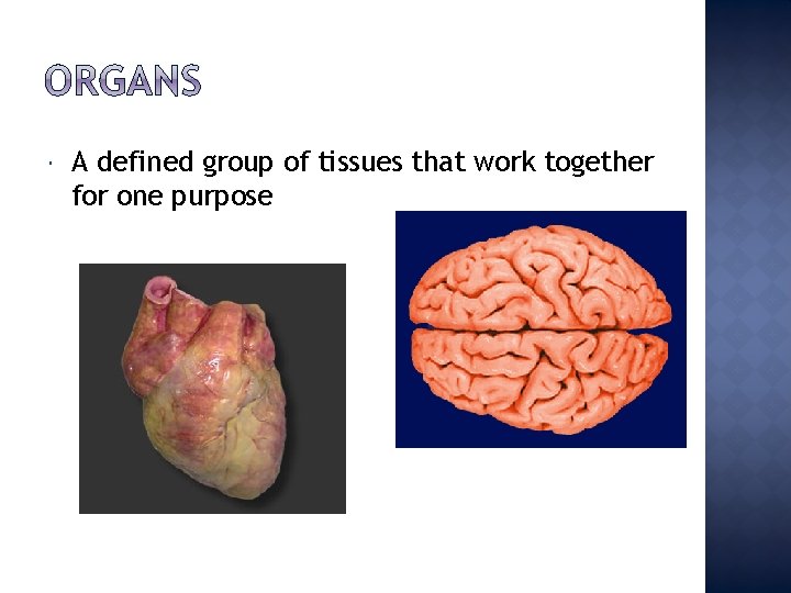  A defined group of tissues that work together for one purpose 