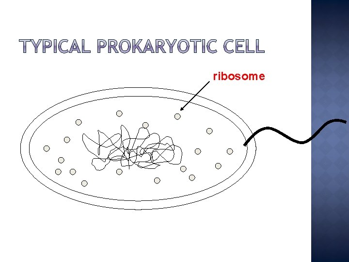ribosome 