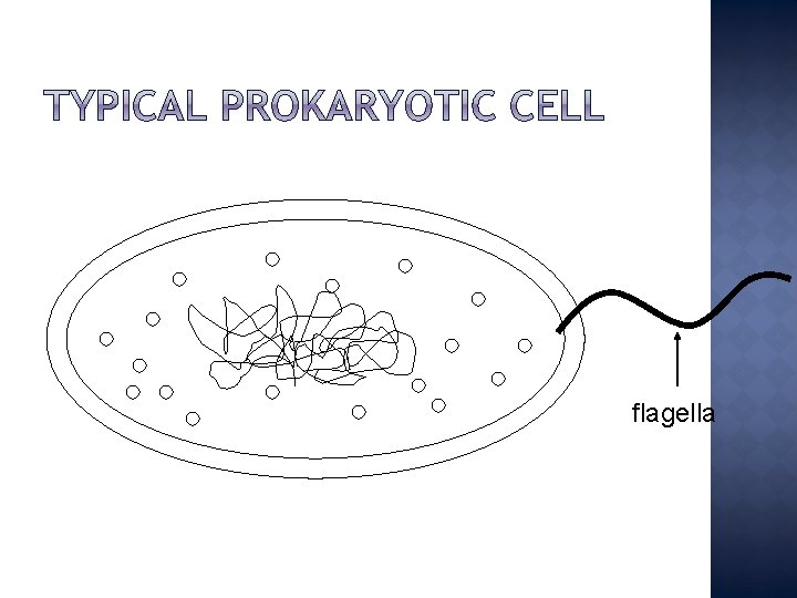 flagella 