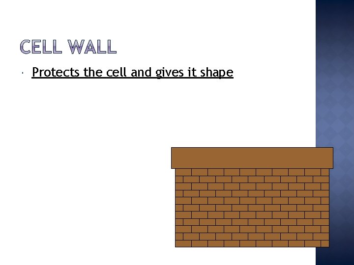  Protects the cell and gives it shape 