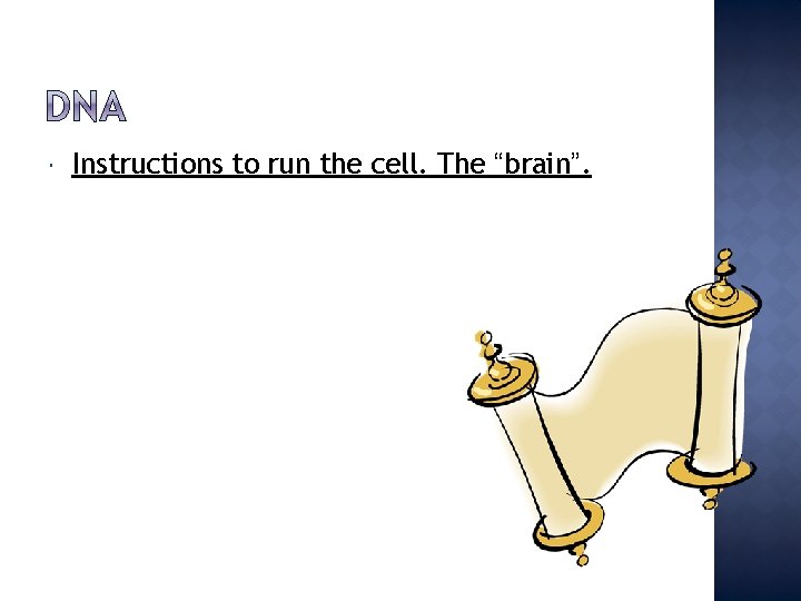  Instructions to run the cell. The “brain”. 