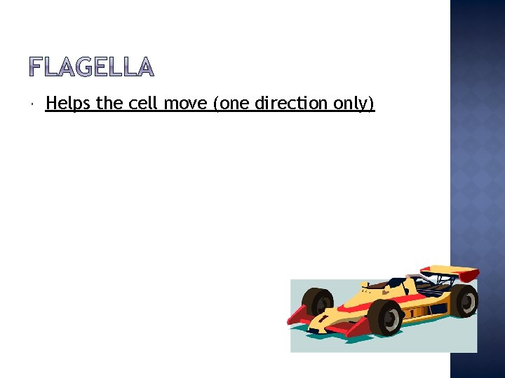  Helps the cell move (one direction only) 