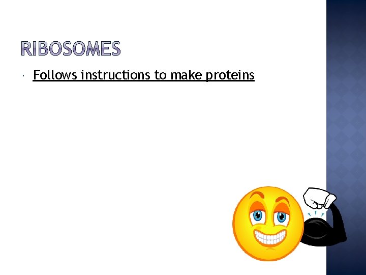  Follows instructions to make proteins 