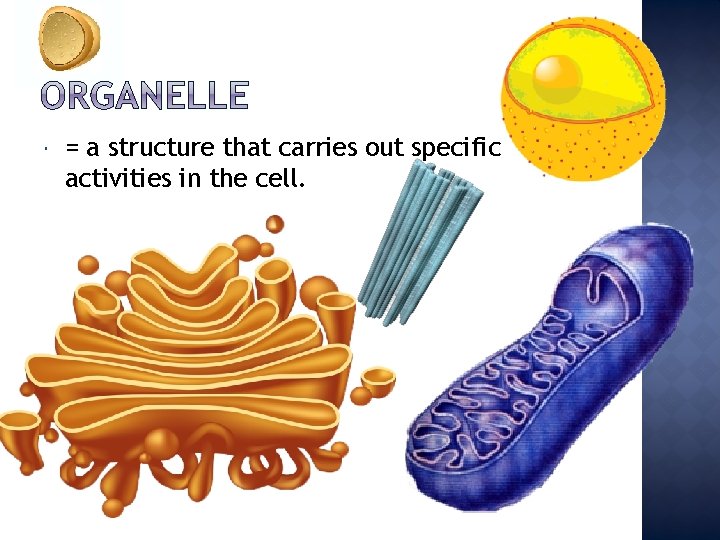  = a structure that carries out specific activities in the cell. 