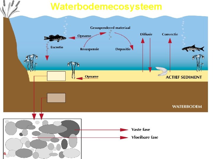 Waterbodemecosysteem 6 