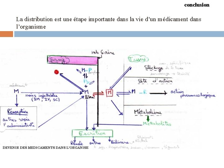 conclusion La distribution est une étape importante dans la vie d’un médicament dans l’organisme