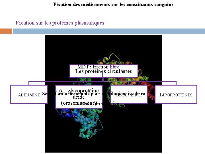 Fixation des médicaments sur les constituants sanguins Fixation sur les protéines plasmatiques MDT :