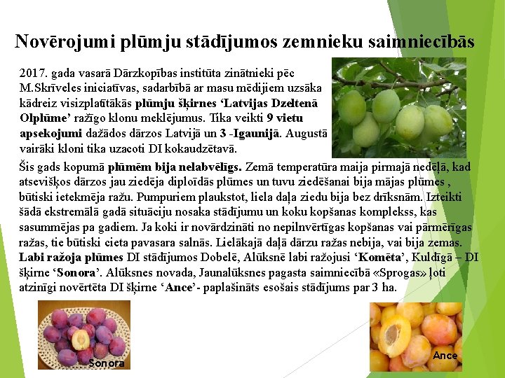 Novērojumi plūmju stādījumos zemnieku saimniecībās 2017. gada vasarā Dārzkopības institūta zinātnieki pēc M. Skrīveles