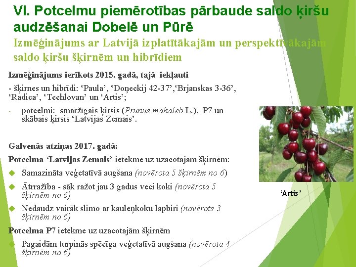 VI. Potcelmu piemērotības pārbaude saldo ķiršu audzēšanai Dobelē un Pūrē Izmēģinājums ar Latvijā izplatītākajām