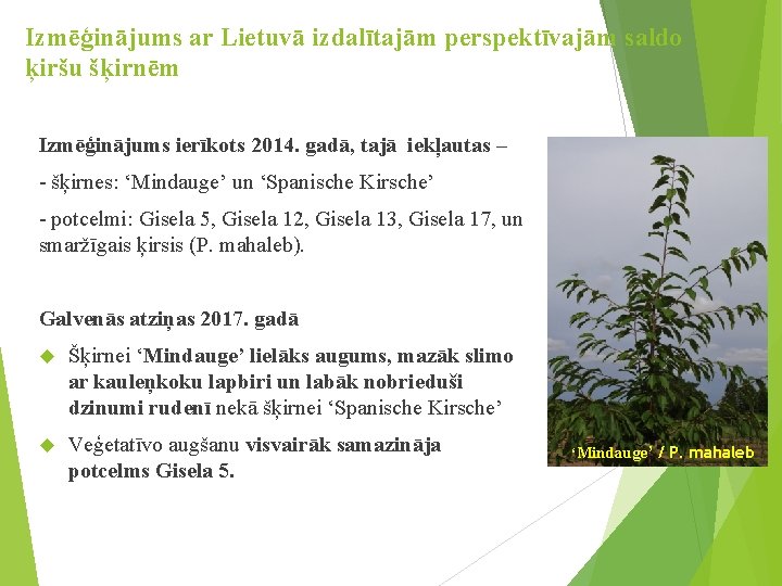 Izmēģinājums ar Lietuvā izdalītajām perspektīvajām saldo ķiršu šķirnēm Izmēģinājums ierīkots 2014. gadā, tajā iekļautas