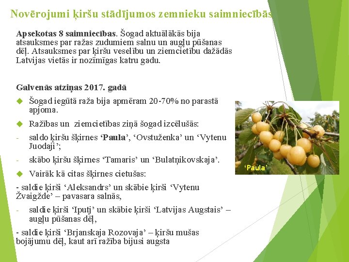 Novērojumi ķiršu stādījumos zemnieku saimniecībās Apsekotas 8 saimniecības. Šogad aktuālākās bija atsauksmes par ražas