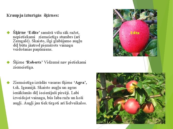 Kraupja izturīgās šķirnes: Šķirne ‘Edite’ samērā vēlu sāk ražot, Šķirne ‘Roberts’ Vidzemē nav pietiekami