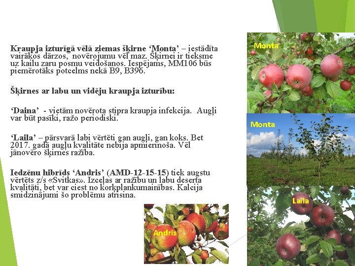 Kraupja izturīgā vēlā ziemas šķirne ‘Monta’ – iestādīta vairākos dārzos, novērojumu vēl maz. Šķirnei