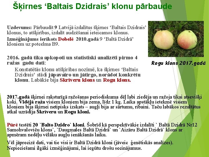 Šķirnes ‘Baltais Dzidrais’ klonu pārbaude Uzdevums: Pārbaudīt 9 Latvijā izdalītus šķirnes ‘Baltais Dzidrais’ klonus,