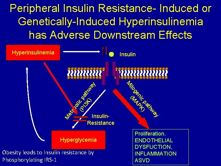 Peripheral Insulin Resistance- Induced or Genetically-Induced Hyperinsulinemia has Adverse Downstream Effects Hyperinsulinemia et ab