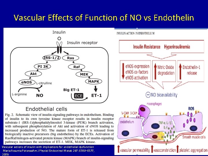 Vascular Effects of Function of NO vs Endothelin Vascular actions of insulin with implications