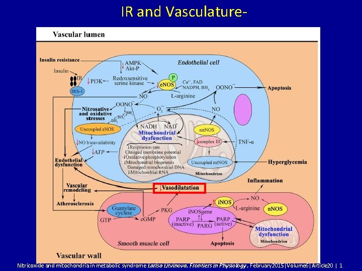 IR and Vasculature- Nitricoxide and mitochondria in metabolic syndrome Larisa Litvinova, Frontiers in Physiology