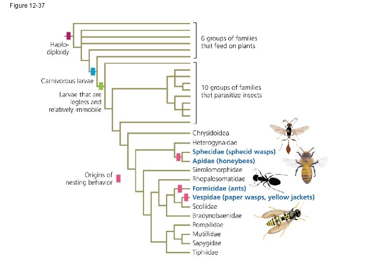 14 1 Sociality evolves when the net benefits