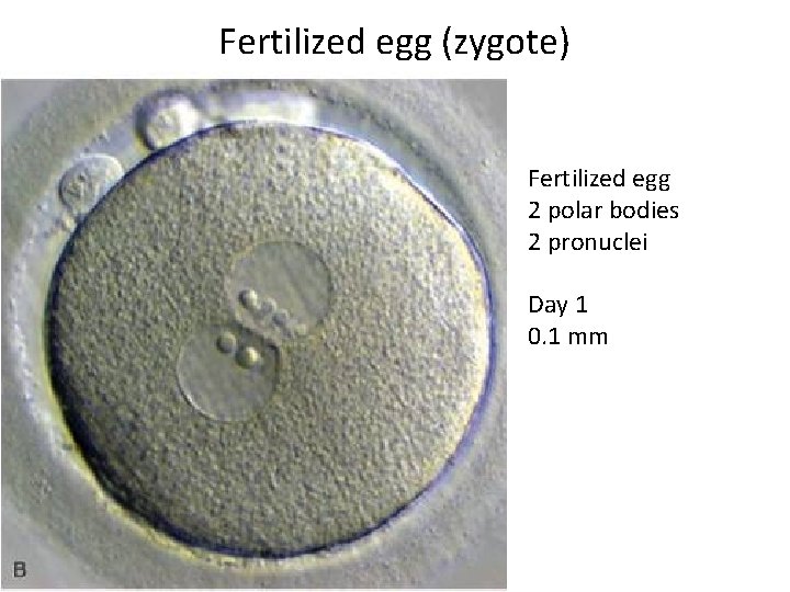 Fertilized egg (zygote) Fertilized egg 2 polar bodies 2 pronuclei Day 1 0. 1