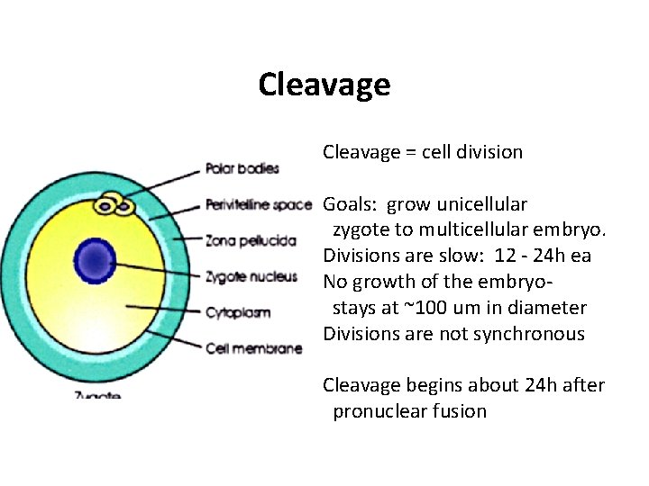 Cleavage = cell division Goals: grow unicellular zygote to multicellular embryo. Divisions are slow: