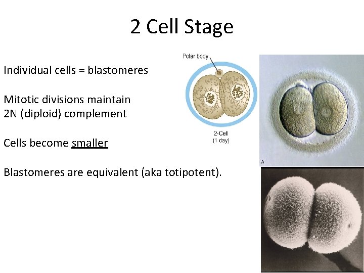 2 Cell Stage Individual cells = blastomeres Mitotic divisions maintain 2 N (diploid) complement