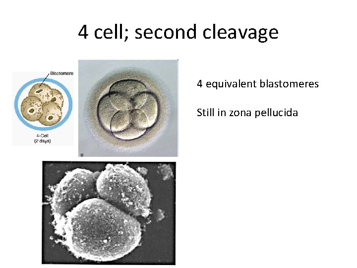 4 cell; second cleavage 4 equivalent blastomeres Still in zona pellucida 