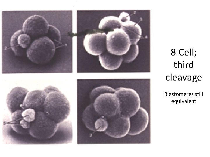 8 Cell; third cleavage Blastomeres still equivalent 