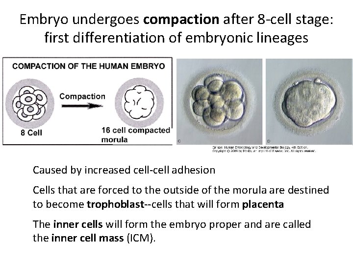 Embryo undergoes compaction after 8 -cell stage: first differentiation of embryonic lineages Caused by
