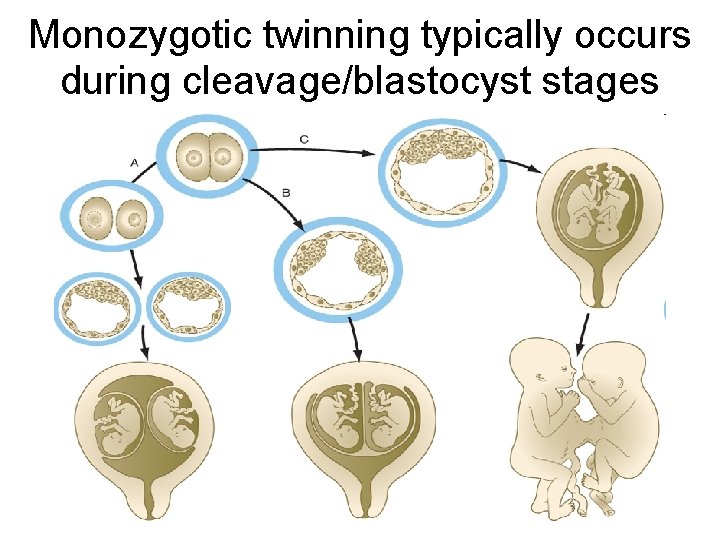 Monozygotic twinning typically occurs during cleavage/blastocyst stages 