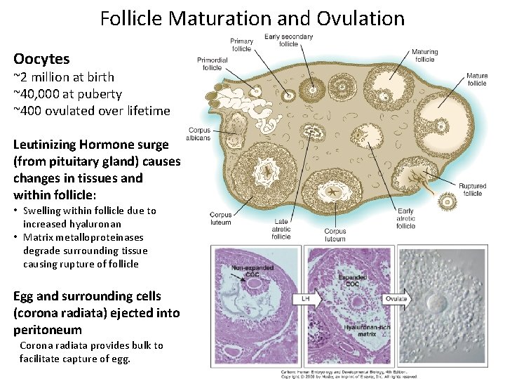 Follicle Maturation and Ovulation Oocytes ~2 million at birth ~40, 000 at puberty ~400