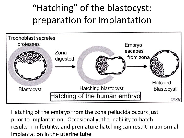 “Hatching” of the blastocyst: preparation for implantation Hatching of the embryo from the zona