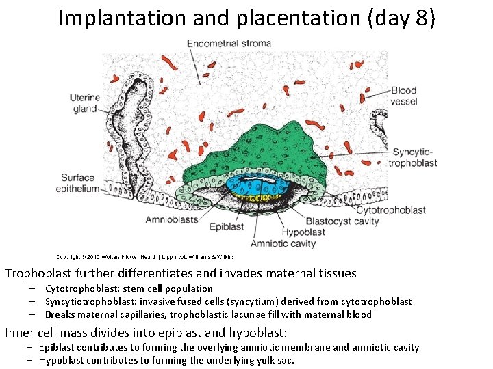 Implantation and placentation (day 8) Trophoblast further differentiates and invades maternal tissues – Cytotrophoblast: