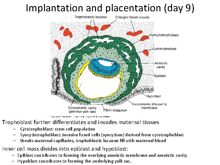 Implantation and placentation (day 9) Trophoblast further differentiates and invades maternal tissues – Cytotrophoblast: