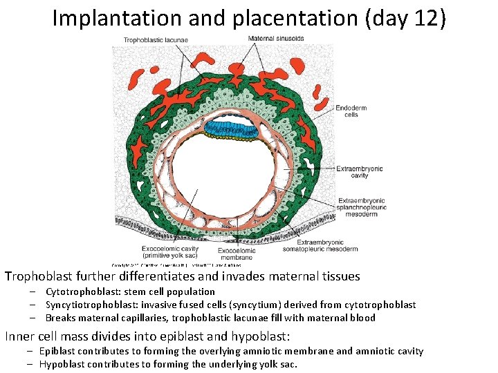 Implantation and placentation (day 12) Trophoblast further differentiates and invades maternal tissues – Cytotrophoblast: