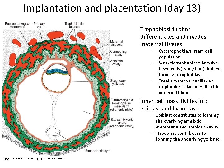 Implantation and placentation (day 13) Trophoblast further differentiates and invades maternal tissues – Cytotrophoblast: