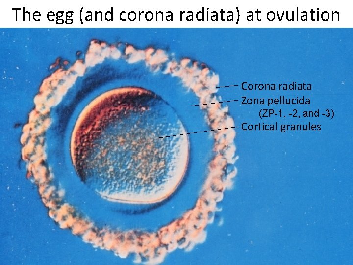 The egg (and corona radiata) at ovulation Corona radiata Zona pellucida (ZP-1, -2, and