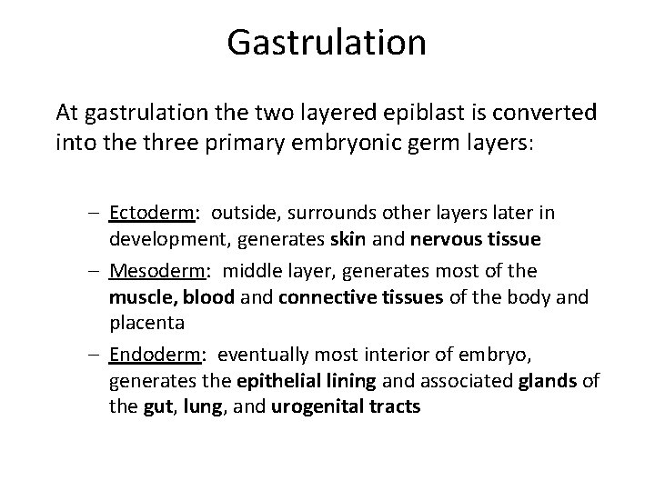 Gastrulation At gastrulation the two layered epiblast is converted into the three primary embryonic